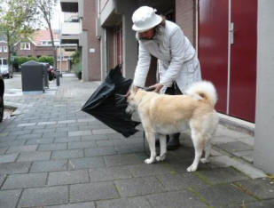 hondenspelletjes