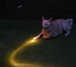 hond in de schijnwerpers