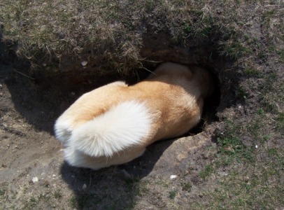 hole in one