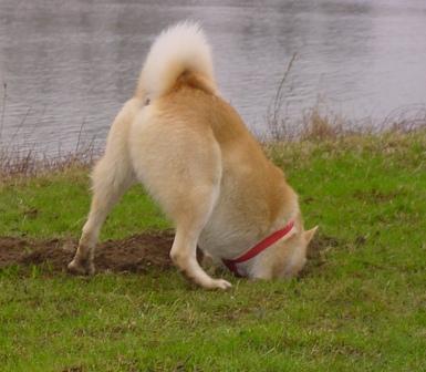 gravende hond