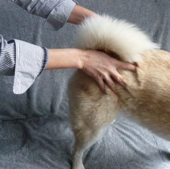hondenmassage