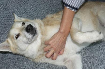 hondenmassage