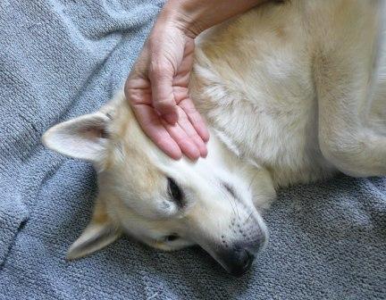 massage voor honden