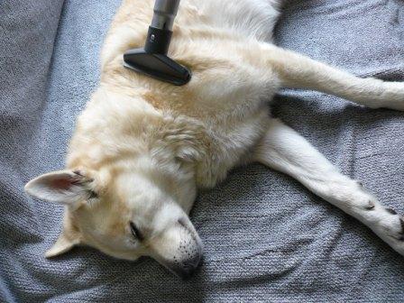 hond stofzuigen