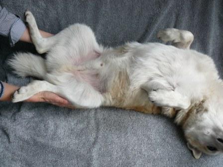 hond aaien