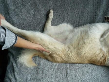 hond aaien