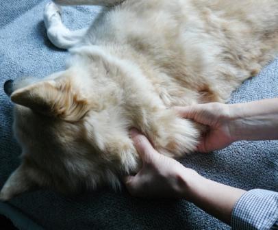 hondenmassage
