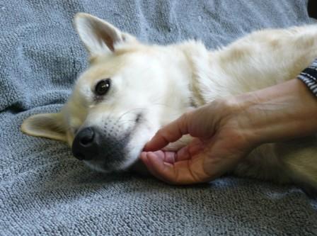 massage voor honden
