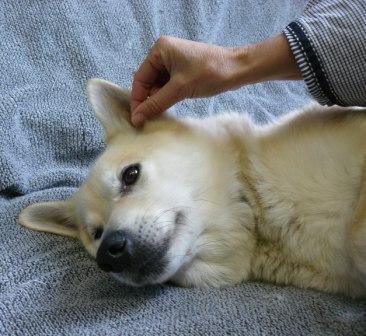 massage voor de hond