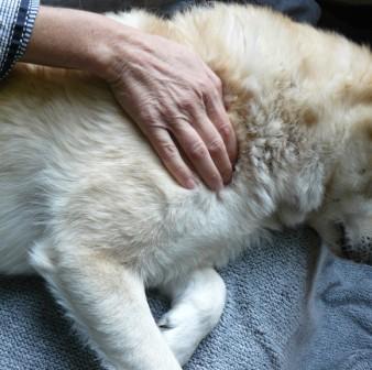 hond masseren