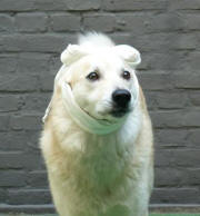 zieke hond