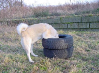 hondenspelletjes