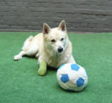 hond en bal