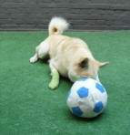 rollerbal