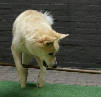 hondenspelletjes