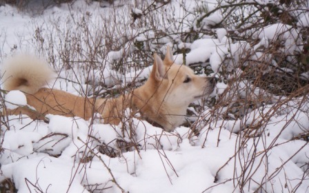 sneeuwhond