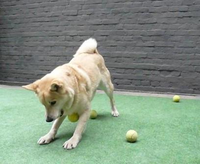 hondenspelletjes