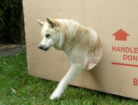 boxgala