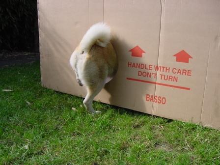 hondenspelletjes