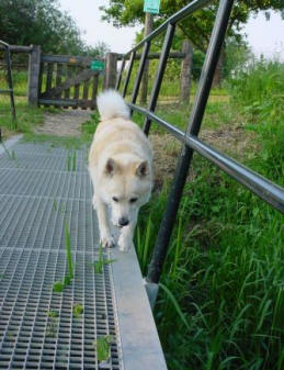 bezig met je hond