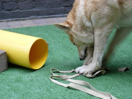 spelen met je hond