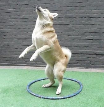 circushond