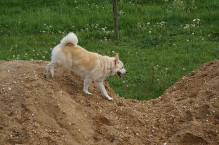 crosscountry voor honden