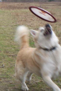 hondenfrisbee