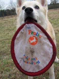 hondenfrisbee