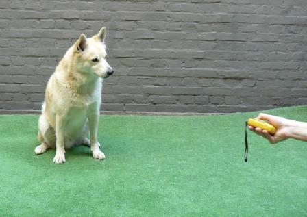 test je hond