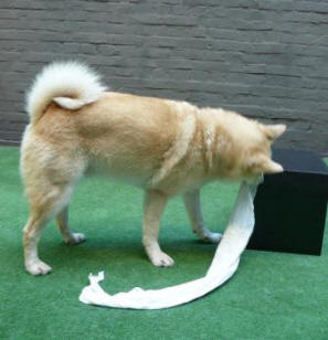 hondenspelletjes