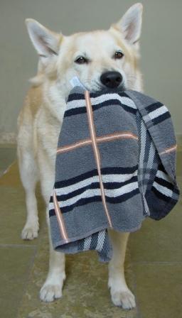 noorse buhund
