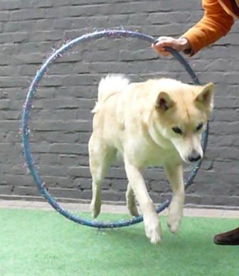 hondenspelletjes