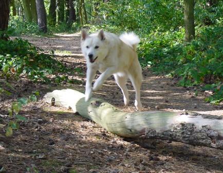 hond springt