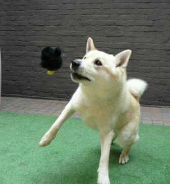 hondenspelletjes