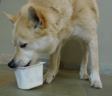yoghurt
