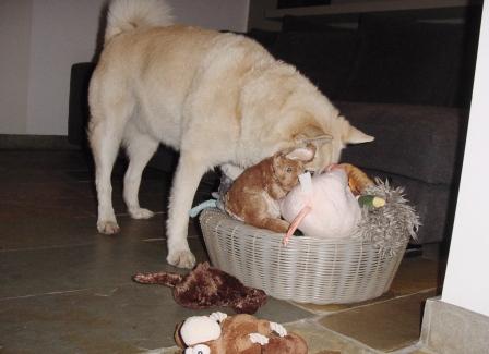 hondenspelletjes