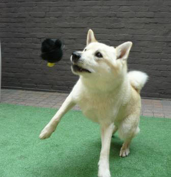 spelen met je hond