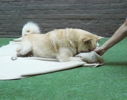 spelen met je hond
