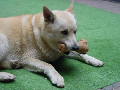 hondenspelletjes