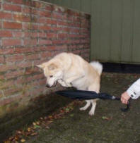 hondenspelletjes