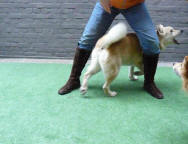 hond door benen