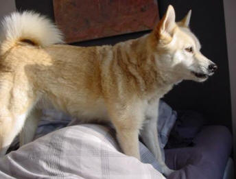 verstoppertje spelen hond