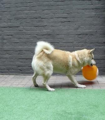 ballonnen