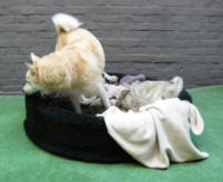 rommelen in de mand