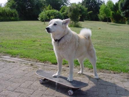 skaten hond