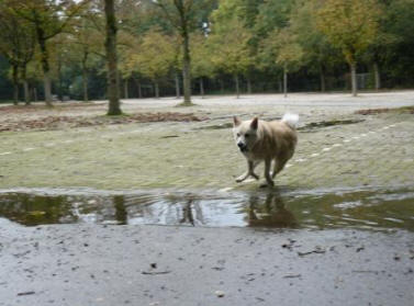 hondenspelletjes