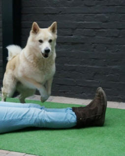 jumping dog