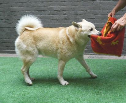 spelen met je hond