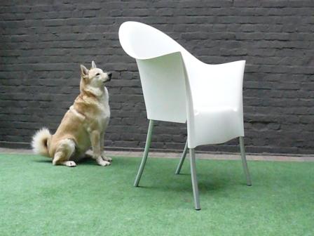speeltoestellen hond